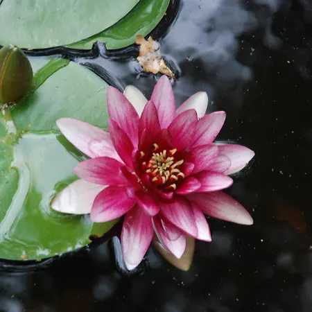 Сasa de vacaciones Falesta *